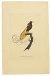 (BIRDS.) Robert, Havell, Jr. A Collection of the Birds of Paradise.